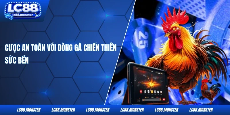 Cược an toàn với dòng gà chiến thiên sức bền