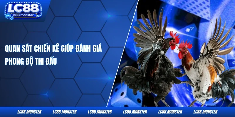 Quan sát chiến kê giúp đánh giá phong độ thi đấu